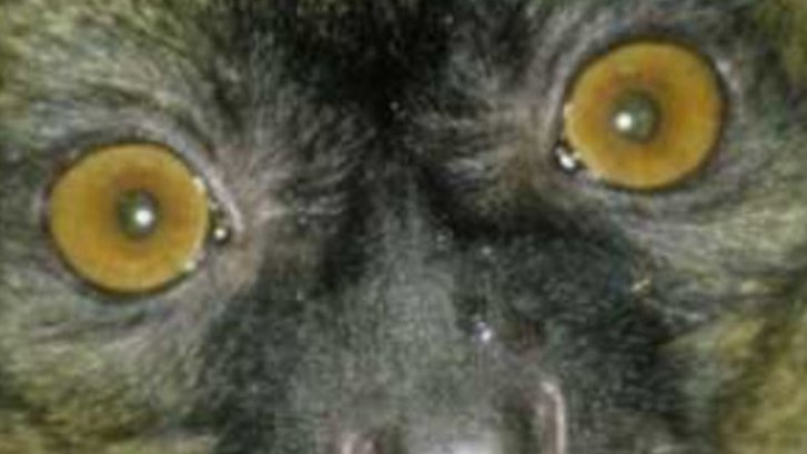 Eyes in the Dark