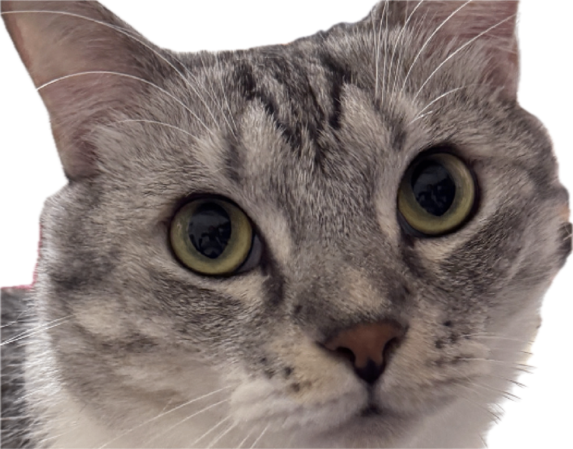 Meowborn(喵械重生)